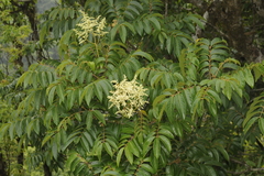 Meliosma pinnata subsp. pinnata